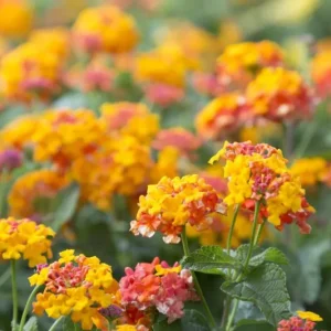 Lantana Miss Huff Live Plant - Cold Hardy Perennial - 5-9 inches tall - Pack of 2 - Image 6