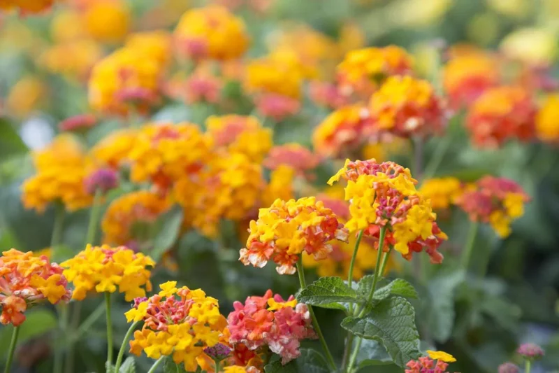 Lantana Miss Huff Live Plant - Cold Hardy Perennial - 5-9 inches tall - Pack of 2 - Image 6