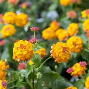 Lantana Miss Huff Live Plant - Cold Hardy Perennial - 5-9 inches tall - Pack of 2 - Image 7
