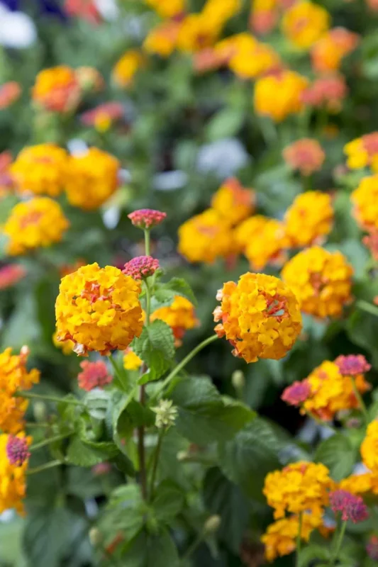Lantana Miss Huff Live Plant - Cold Hardy Perennial - 5-9 inches tall - Pack of 2 - Image 7