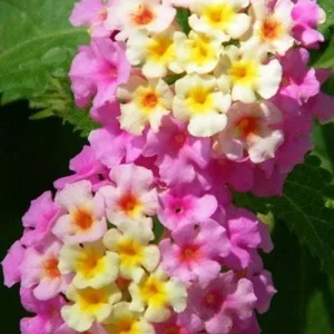 Lantana Miss Huff Pink Live Plant (2-Pack) - 5-9