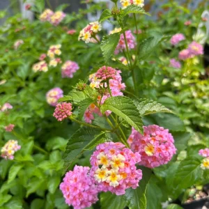Lantana Miss Huff Pink Live Plant (2-Pack) – Cold Hardy Shrub, 5-9 in - Image 2