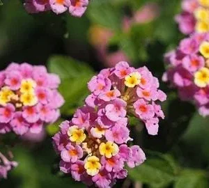 Lantana Miss Huff Pink Live Plant (2-Pack) – Cold Hardy Shrub, 5-9 in - Image 3