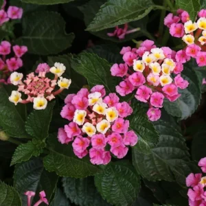 Lantana Miss Huff Pink Live Plant (2-Pack) – Cold Hardy Shrub, 5-9 in - Image 4