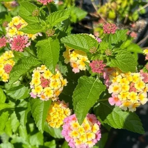 Lantana Miss Huff Pink Live Plant (2-Pack) – Cold Hardy Shrub, 5-9 in - Image 5