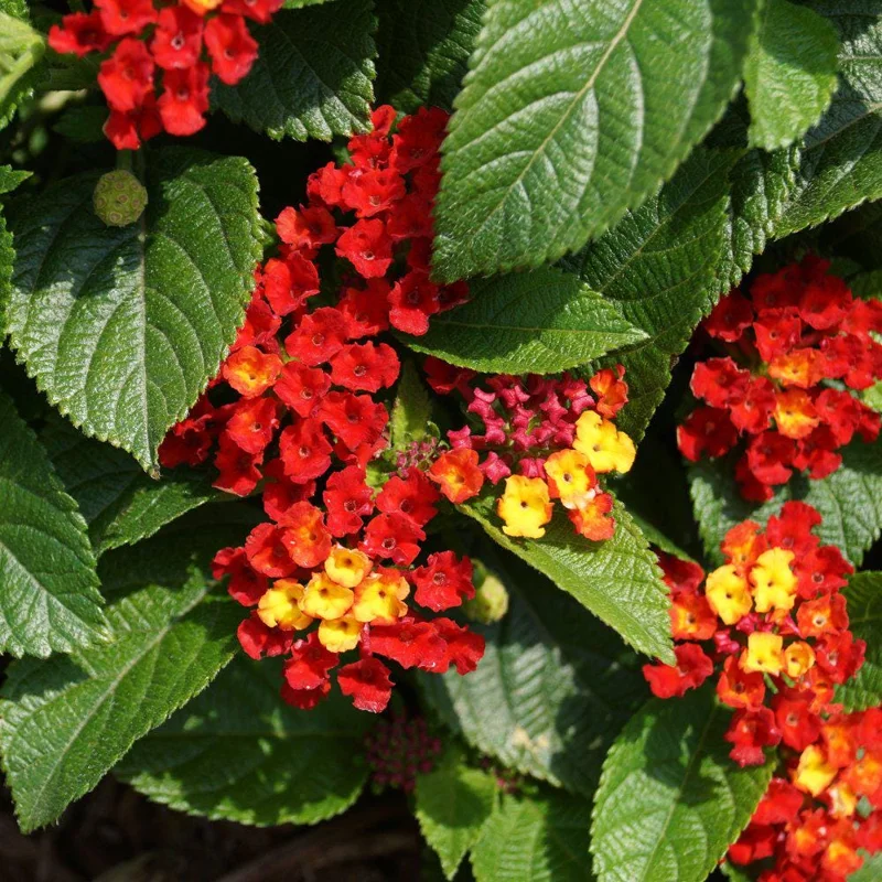Lantana Salsa Live Plants - Pack of 3, 4-6 Inches Tall, Attracts Butterflies - Image 1