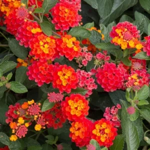 Lantana Salsa Live Plants - Pack of 3, 4-6 Inches Tall, Attracts Butterflies - Image 2