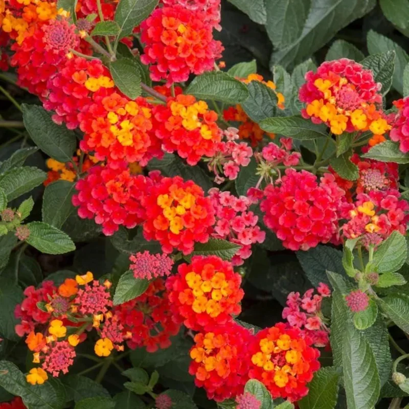 Lantana Salsa Live Plants - Pack of 3, 4-6 Inches Tall, Attracts Butterflies - Image 2