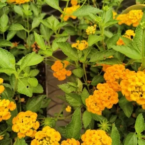 Lantana Yellow/Gold Live Plant in 4 inch Pot - Outdoor Shrub - Image 2