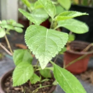 Lantana Yellow/Gold Live Plant in 4 inch Pot - Outdoor Shrub - Image 3