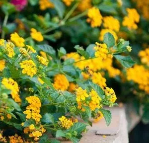 Lantana Yellow/Gold Live Plant in 4 inch Pot - Outdoor Shrub - Image 5