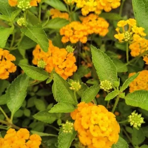 Lantana Yellow/Gold Live Plant in 4 inch Pot - Outdoor Shrub - Image 1