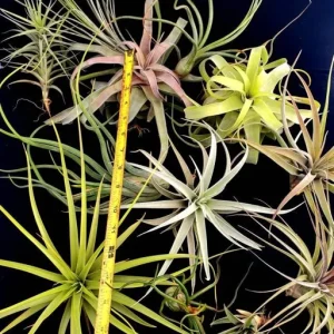 Large Air Plant Mix - Easy Care Tillandsia Live Plants - Set of 5 - Indoor/Outdoor - Image 2