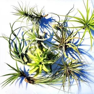 Large Air Plant Mix - Easy Care Tillandsia Live Plants - Set of 5 - Indoor/Outdoor - Image 3