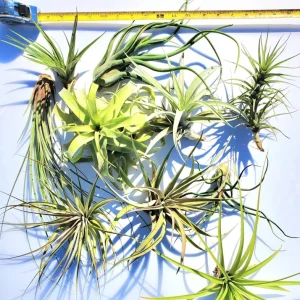 Large Air Plant Mix - Easy Care Tillandsia Live Plants - Set of 5 - Indoor/Outdoor - Image 4
