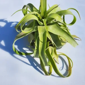 Large Air Plant Mix - Easy Care Tillandsia Live Plants - Set of 5 - Indoor/Outdoor - Image 5