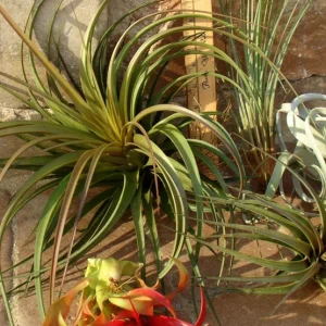 Large Air Plant Mix - Easy Care Tillandsia Live Plants - Set of 5 - Indoor/Outdoor - Image 6