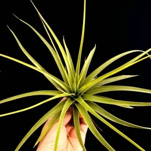 Large Air Plant Mix - Easy Care Tillandsia Live Plants - Set of 5 - Indoor/Outdoor - Image 7