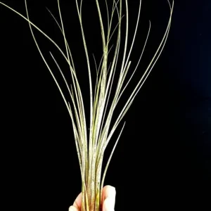 Large Air Plant Mix - Easy Care Tillandsia Live Plants - Set of 5 - Indoor/Outdoor - Image 8