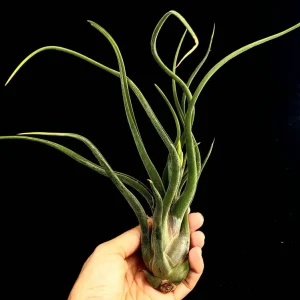 Large Air Plant Mix - Easy Care Tillandsia Live Plants - Set of 5 - Indoor/Outdoor - Image 9