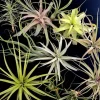 Large Air Plant Mix - Easy Care Tillandsia Live Plants - Set of 5 - Indoor/Outdoor - Image 1