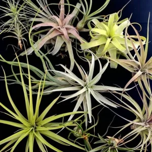 Large Air Plant Mix - Easy Care Tillandsia Live Plants - Set of 5 - Indoor/Outdoor - Image 1