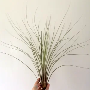 Large Juncea Air Plant Live Tillandsia - 12 inch Indoor/Outdoor Decor - Image 2