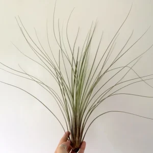 Large Juncea Air Plant Live Tillandsia - 12 inch Indoor/Outdoor Decor - Image 1