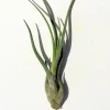 Large Medusa Air Plant Tillandsia - Live Indoor Plant - Image 1