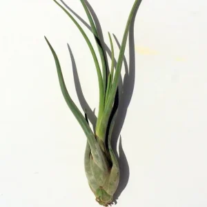 Large Medusa Air Plant Tillandsia - Live Indoor Plant - Image 1