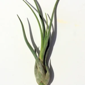 Large Medusa Air Plant Tillandsia - Live Indoor Plant - Image 2