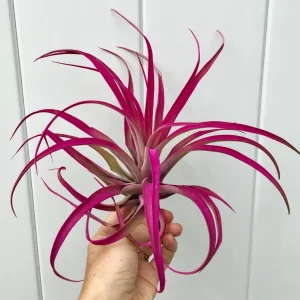 Large Pink Capitata Air Plant Live Plant - Tillandsia Indoor Outdoor - Image 2