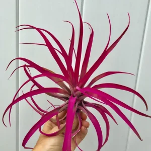 Large Pink Capitata Air Plant Live Plant - Tillandsia Indoor Outdoor - Image 3