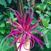 Large Pink Capitata Air Plant Live Plant - Tillandsia Indoor Outdoor - Image 1