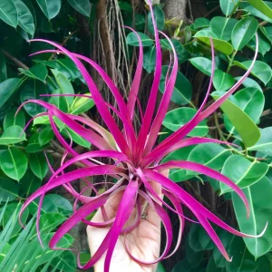 Large Pink Capitata Air Plant Live Plant - Tillandsia Indoor Outdoor - Image 1