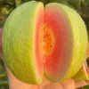 Large Pink Guava Live Plant – 18-22in Tall – 1 Gallon Pot - Image 1