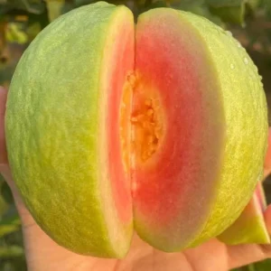 Large Pink Guava Live Plant – 18-22in Tall – 1 Gallon Pot - Image 1