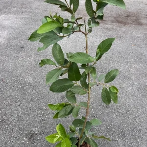 Large Pink Guava Live Plant – 18-22in Tall – 1 Gallon Pot - Image 2