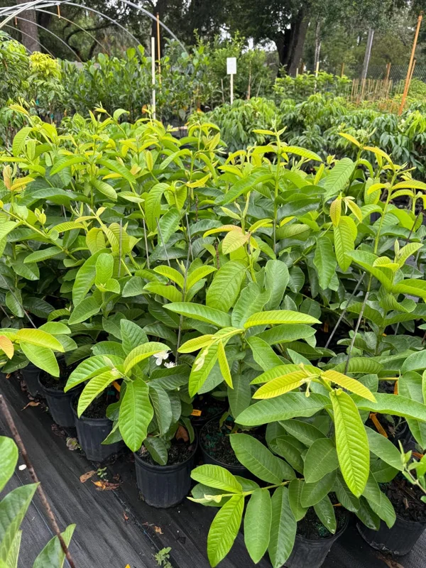 Large Pink Guava Live Plant – 2ft Tall Fruit Tree – Outdoor - Image 2