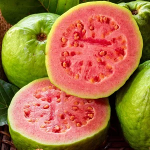 Large Pink Guava Live Plant – 2ft Tall Fruit Tree – Outdoor - Image 1