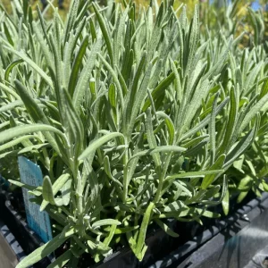 Lavender Live Plant 3-Pack - Lavandula × ginginsii - 4-6 inch Pots - Indoor/Outdoor - Image 2