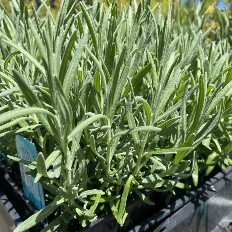 Lavender Live Plant 3-Pack - Lavandula × ginginsii - 4-6 inch Pots - Indoor/Outdoor - Image 2
