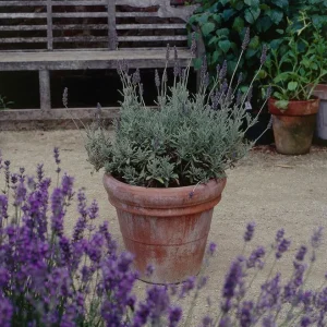 Lavender Live Plant 3-Pack - Lavandula × ginginsii - 4-6 inch Pots - Indoor/Outdoor - Image 3