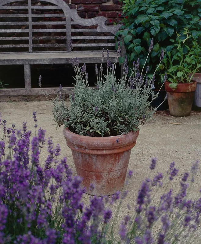 Lavender Live Plant 3-Pack - Lavandula × ginginsii - 4-6 inch Pots - Indoor/Outdoor - Image 3