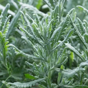 Lavender Live Plant 3-Pack - Lavandula × ginginsii - 4-6 inch Pots - Indoor/Outdoor - Image 4