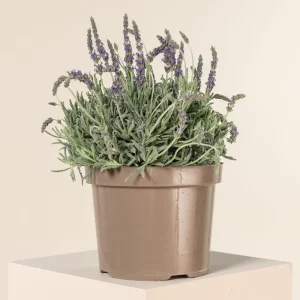 Lavender Live Plant 3-Pack - Lavandula × ginginsii - 4-6 inch Pots - Indoor/Outdoor - Image 5