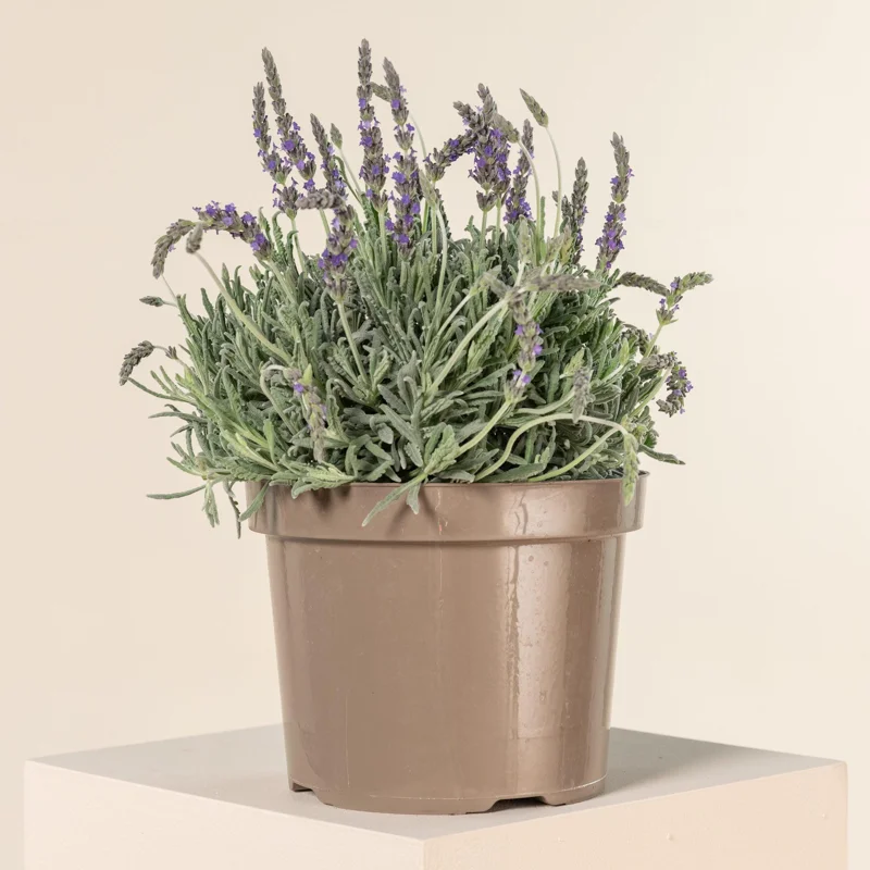 Lavender Live Plant 3-Pack - Lavandula × ginginsii - 4-6 inch Pots - Indoor/Outdoor - Image 5