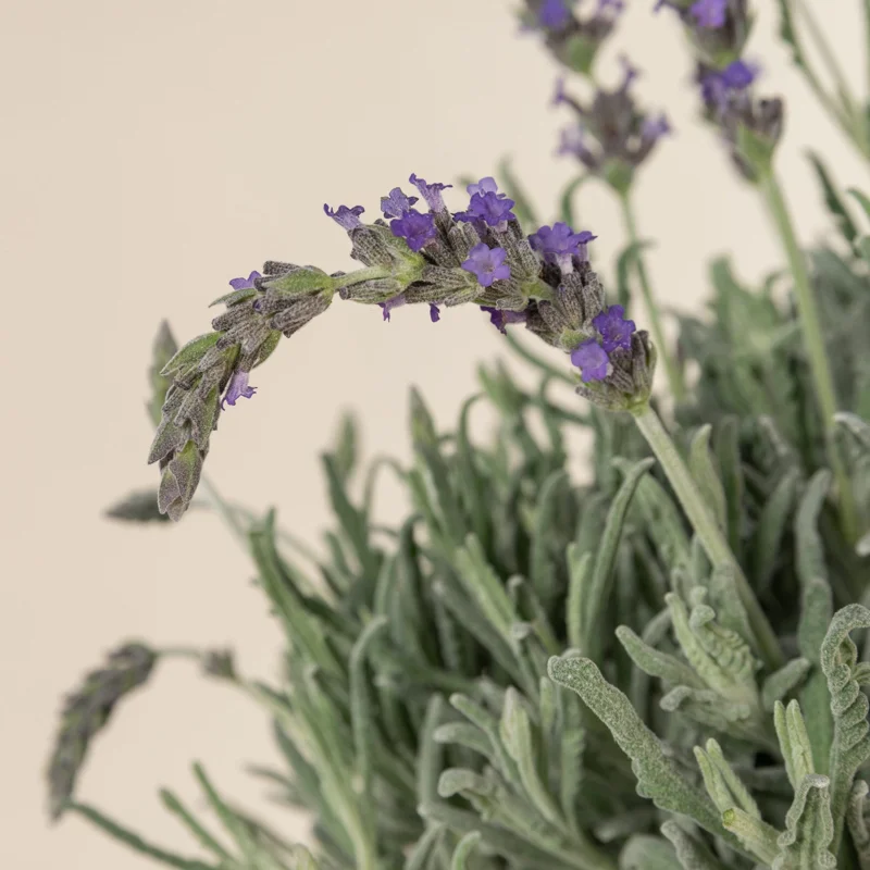 Lavender Live Plant 3-Pack - Lavandula × ginginsii - 4-6 inch Pots - Indoor/Outdoor - Image 6