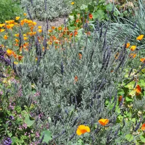 Lavender Live Plant 3-Pack - Lavandula × ginginsii - 4-6 inch Pots - Indoor/Outdoor - Image 7