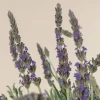 Lavender Live Plant 3-Pack - Lavandula × ginginsii - 4-6 inch Pots - Indoor/Outdoor - Image 1